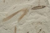 Crane Fly (Tipulidae) & Fly (Diptera) Plate - Utah #213893-1